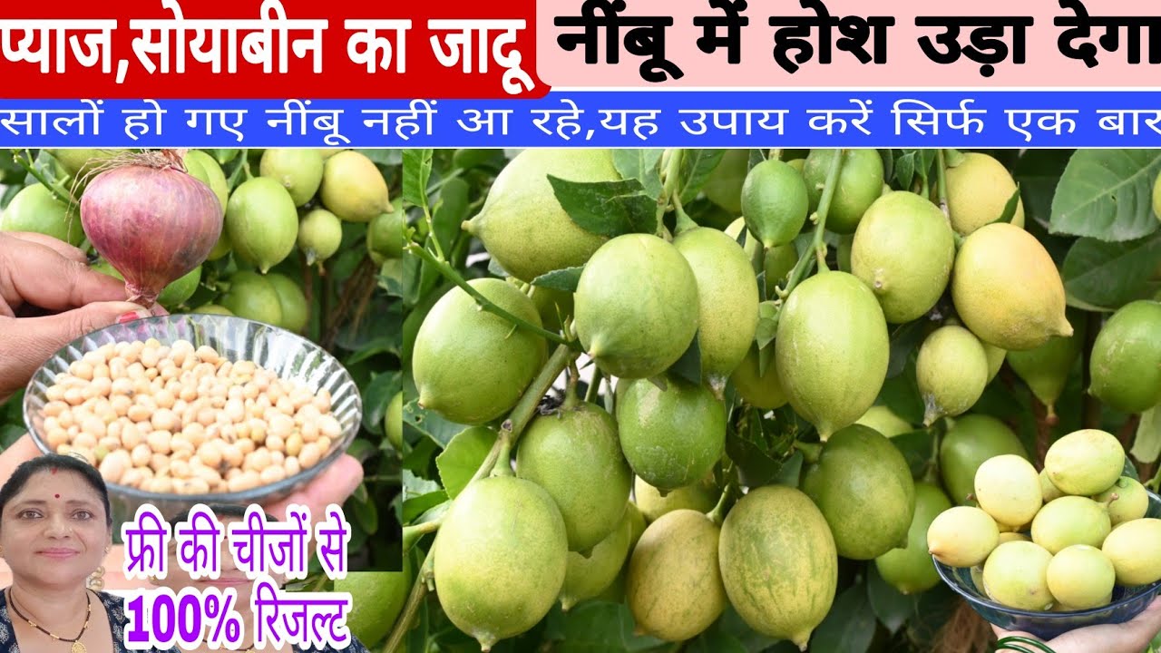 प्याज और सोयाबीन का जादू -नींबू में सालों से फल नहीं लगे/ फूल गिर रहे हैं यह उपाय करो /होश उड़ाने