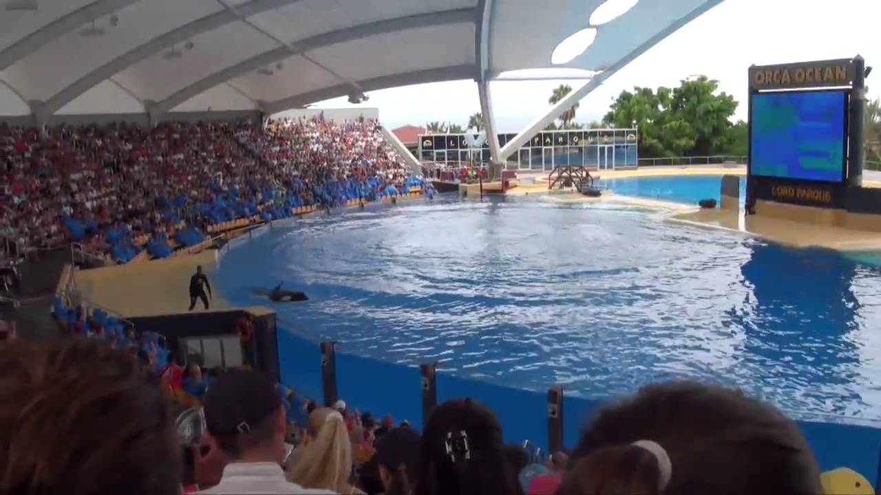 Teneryfa - Loro Park - orki