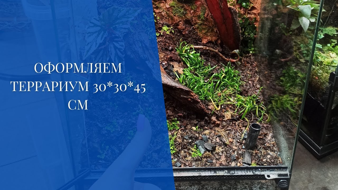 Оформляем террариум 30*30*45