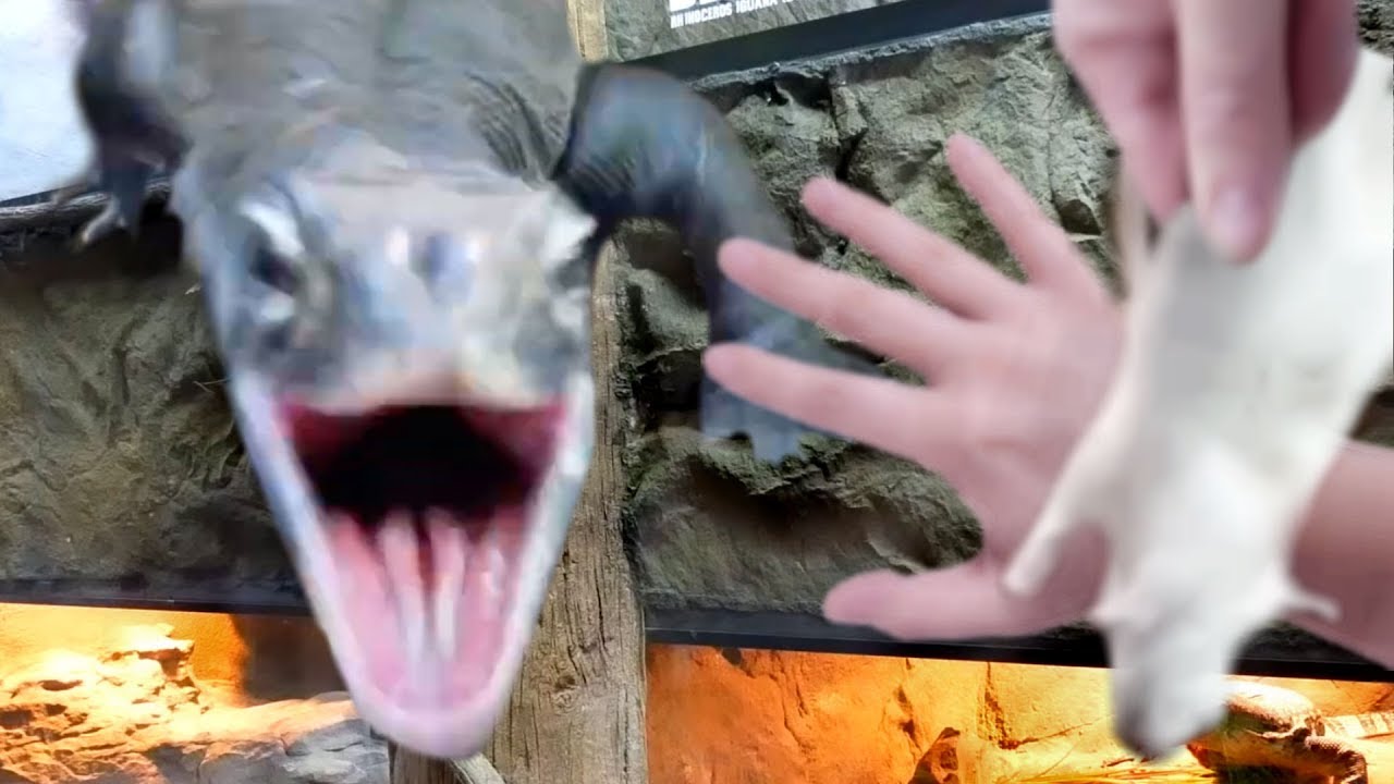 HUGE LIZARD ATTACKS WHILE FEEDING ALL MY ANIMALS AT THE REPTILE ZOO!! | BRIAN BARCZYK