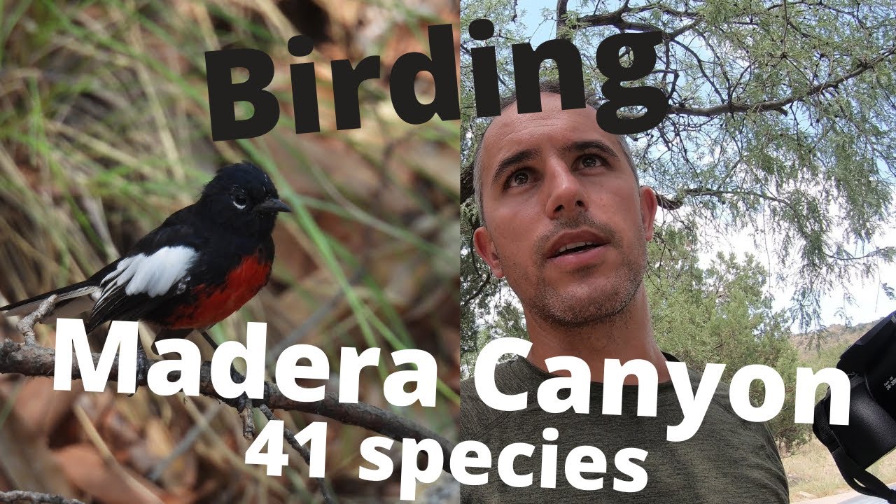 Birding Madera Canyon, Arizona. Over 40 bird species.