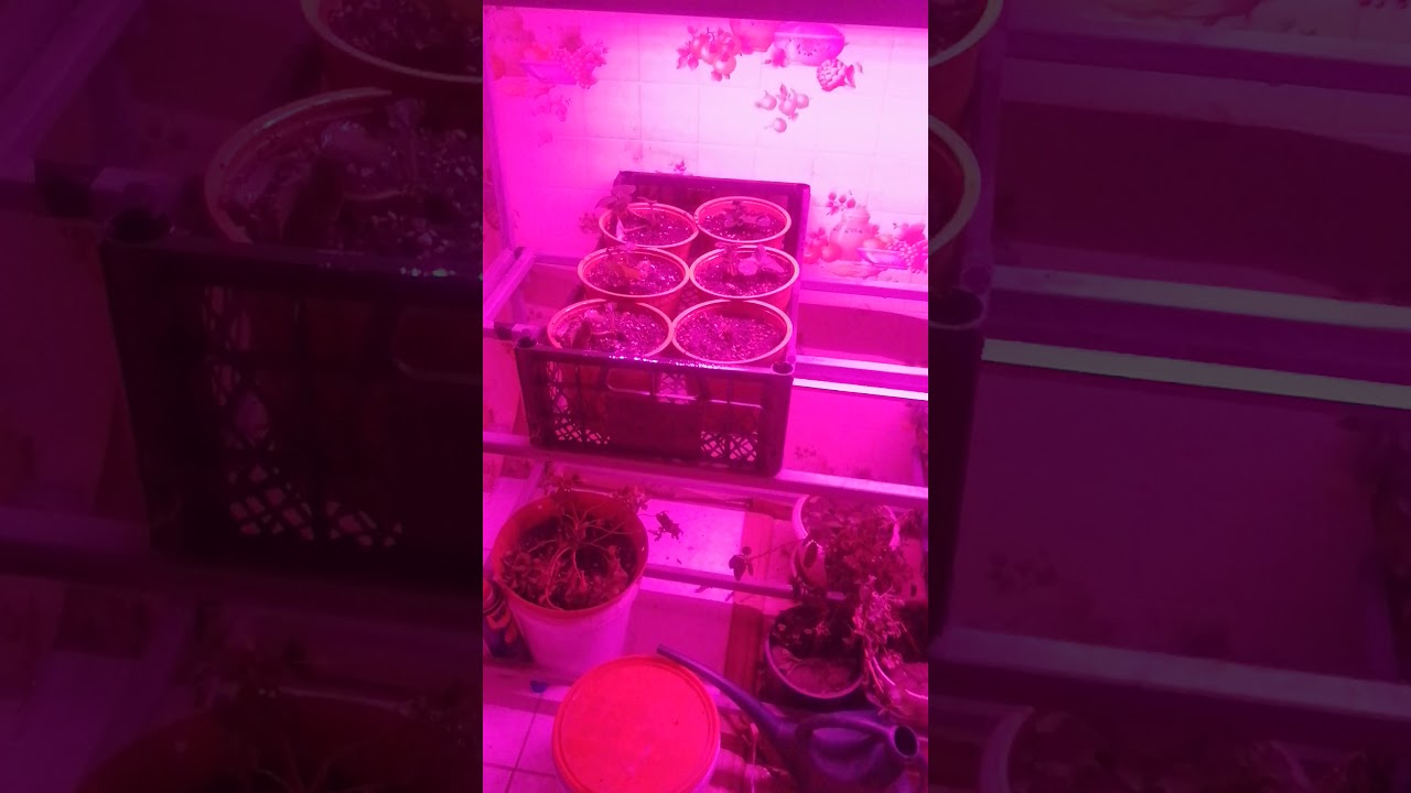 Изменение Светового потока на 23 мкмоль/с