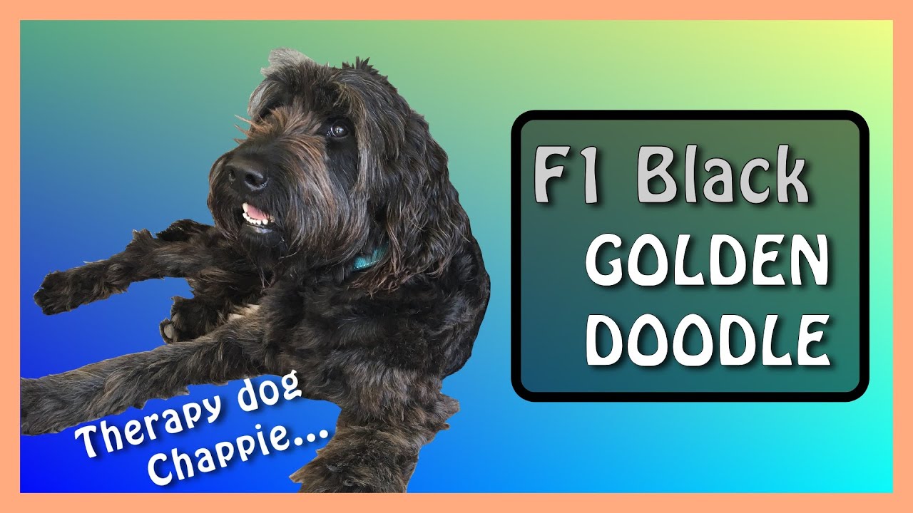 F1 BLACK GOLDENDOODLE | Therapy Dog | Meet (happy) Chappie