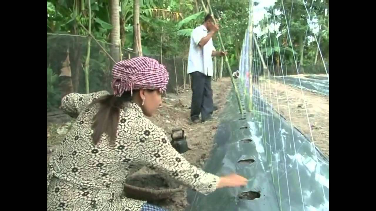 ដំណាំម្រះ Bitter Gourd in Khmer
