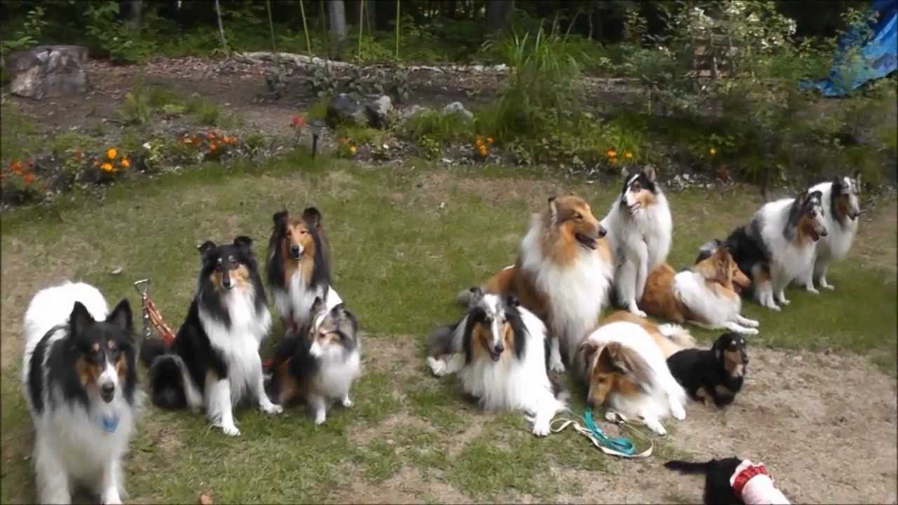 Rough Collie ： ミニオフ in 北軽井沢BBQ　2013．07．27