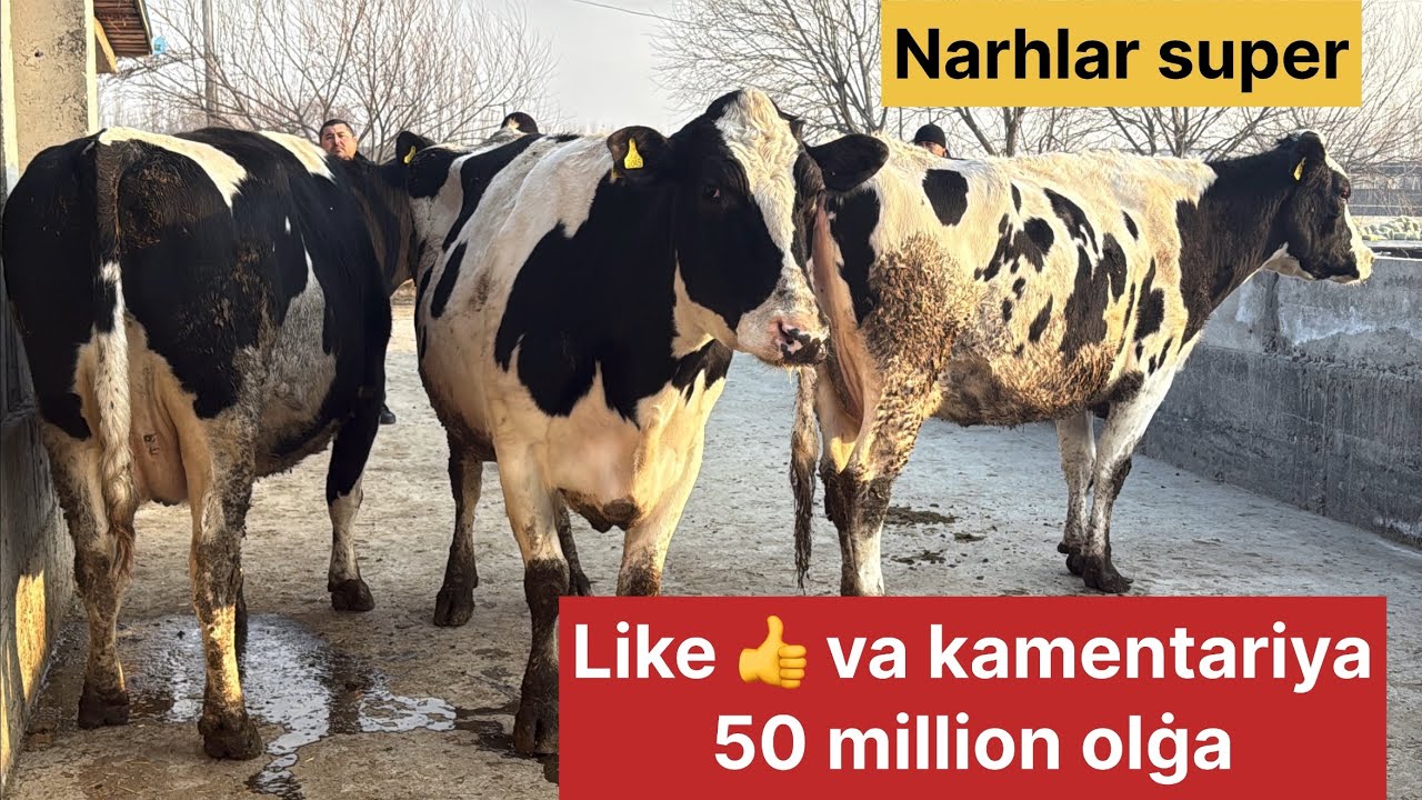Brend fermadan aksiya narhlarda mollarni harid qiling shoshiling 