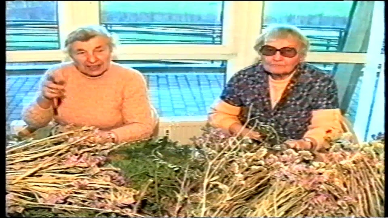 Kralupy TV: Aranžov&aacute;n&iacute; su&scaron;en&yacute;ch květin (21. 12. 1999)