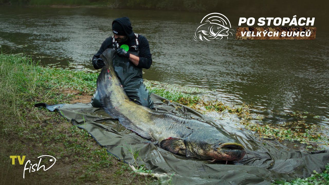 Gigantiční sumci 3x240+ z divoké řeky | Po stopách velkých sumců | Marek Schejbal | TVFish CZ-SK