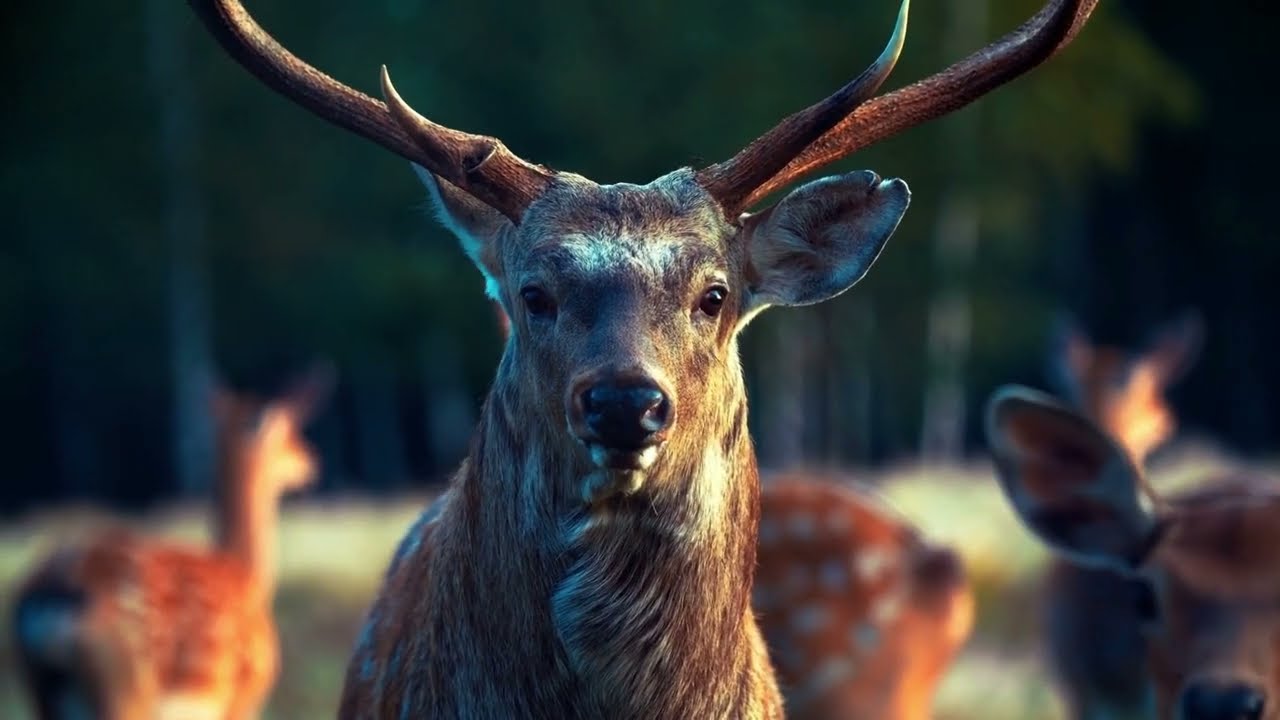 The most fascinating animal courtship rituals