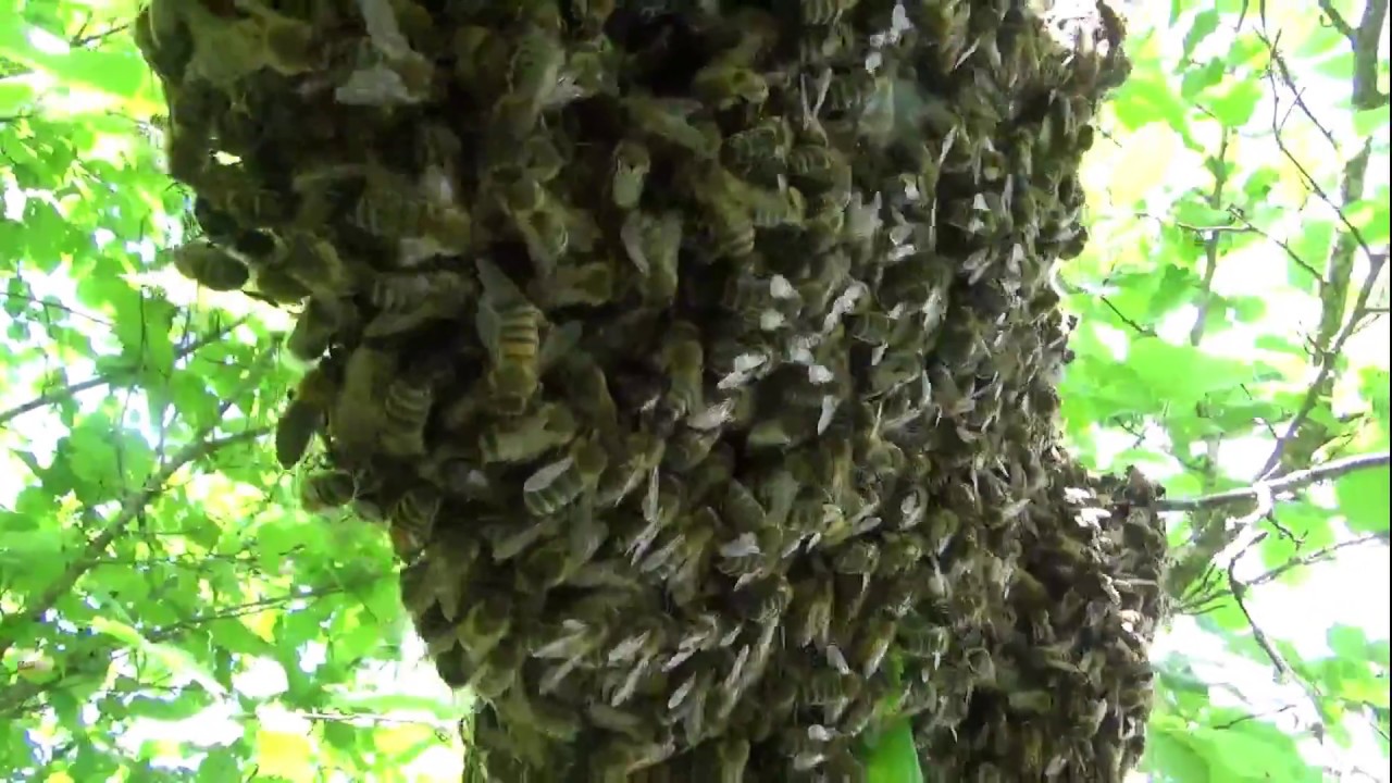 Petit Essaimage d'Abeilles à domicile
