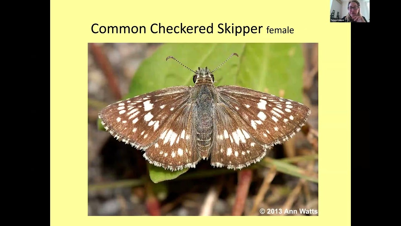Don't Skip the Skippers