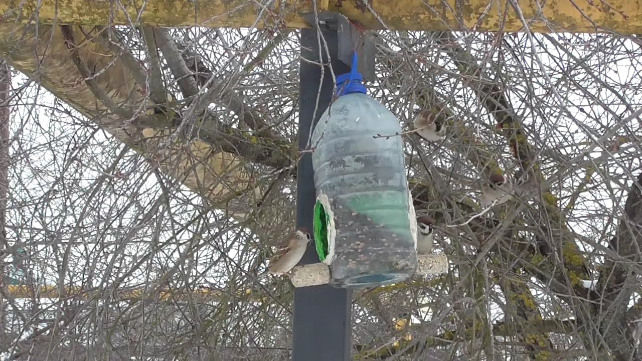 Воробьи отжали у синиц кормушку