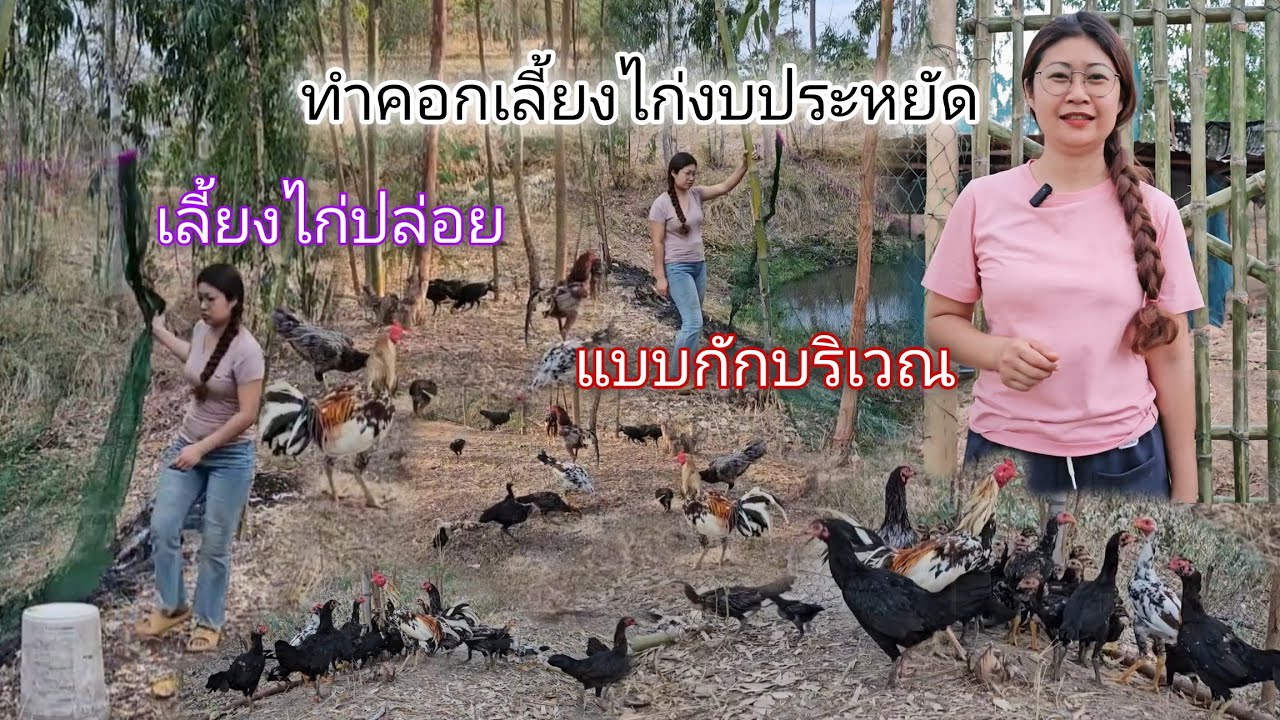 EP.30 ทำคอกเลี้ยงไก่งบประหยัด เลี้ยงไก่ปล่อยแบบกักบริเวณ
