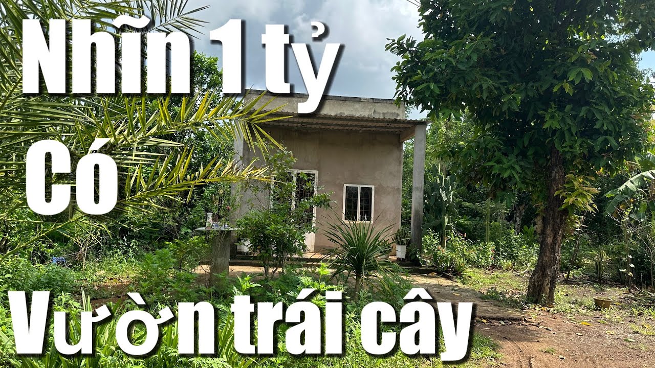 Tinh được kg chỉ nhĩn 1 tỷ, có ngay vườn trái cây 1400mv có sẵng nhà cấp 4, BRVT: 0933708258