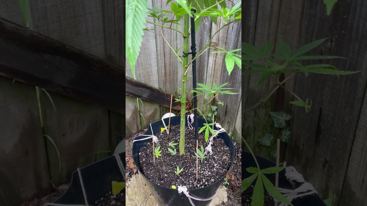 September 12, 2025 first wk of flower on dirty mimosa cannabis plant at jewels gems gardens