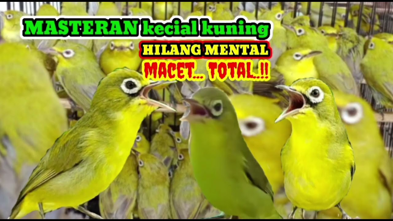 Masteran kecial kuning paling ampuh 