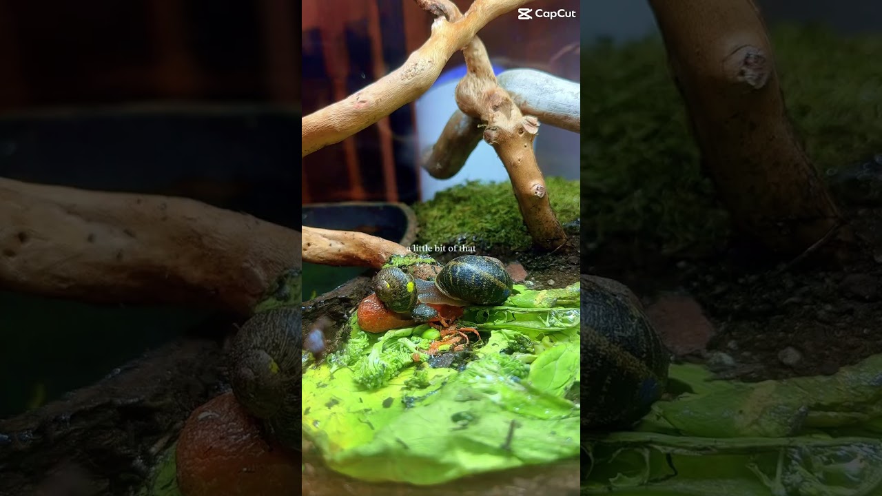 I just needed a little bit of this! #snail #snaillife #snailedit #snailshouse #snailpet #gardensnail