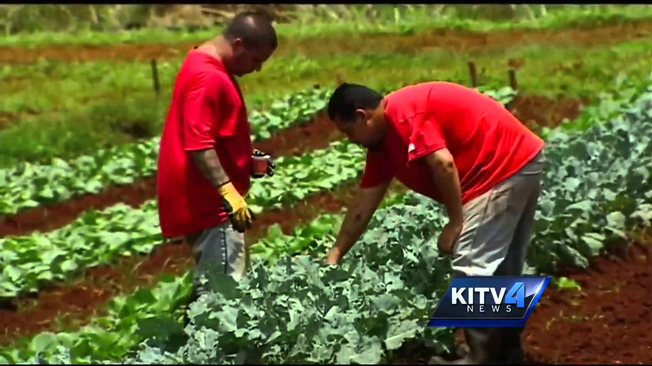 Hawaii inmates paid to catch butterflies