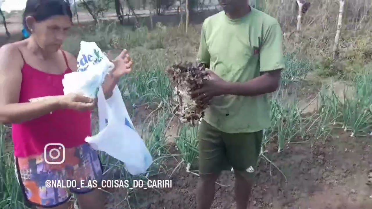 Cortando folha de couve se inscreva no canal nalde as coisas do Cariri