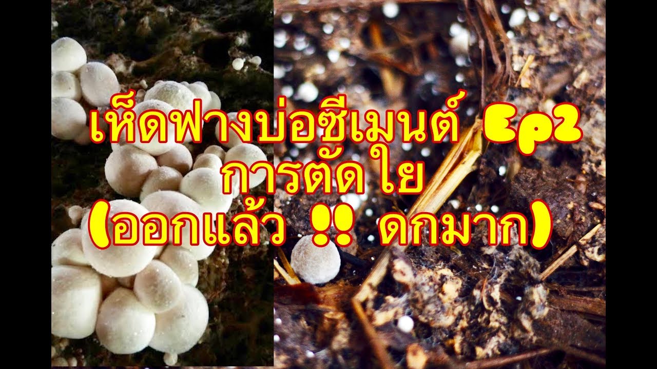Ep2 เพาะเห็ดฟางบ่อซีเมนต์ ทุน15บาท (ตัดใยเห็ด) ออกดกมาก