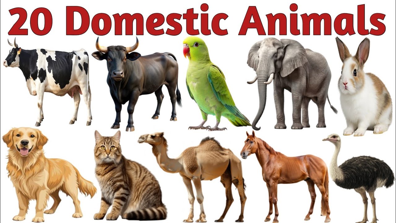 20 Domestic Animals Names for Kids | Farm Animals Learning Video | Domestic Animals with Pictures