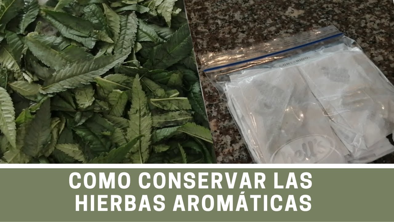 Como conservar las hierbas aromáticas