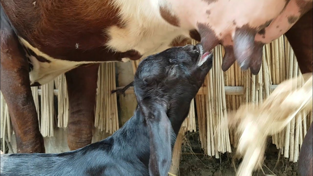 Oh my god! See Cows a goat drinks milk from cow's milk