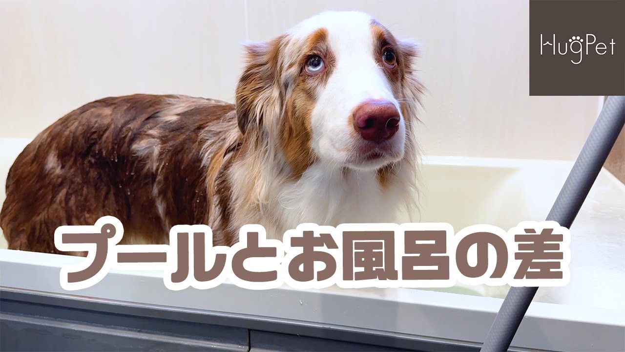 大好きなプールの後は退屈なお風呂、負担がないようにささっと済ませます🛁🐕✨【オーストラリアンシェパード】