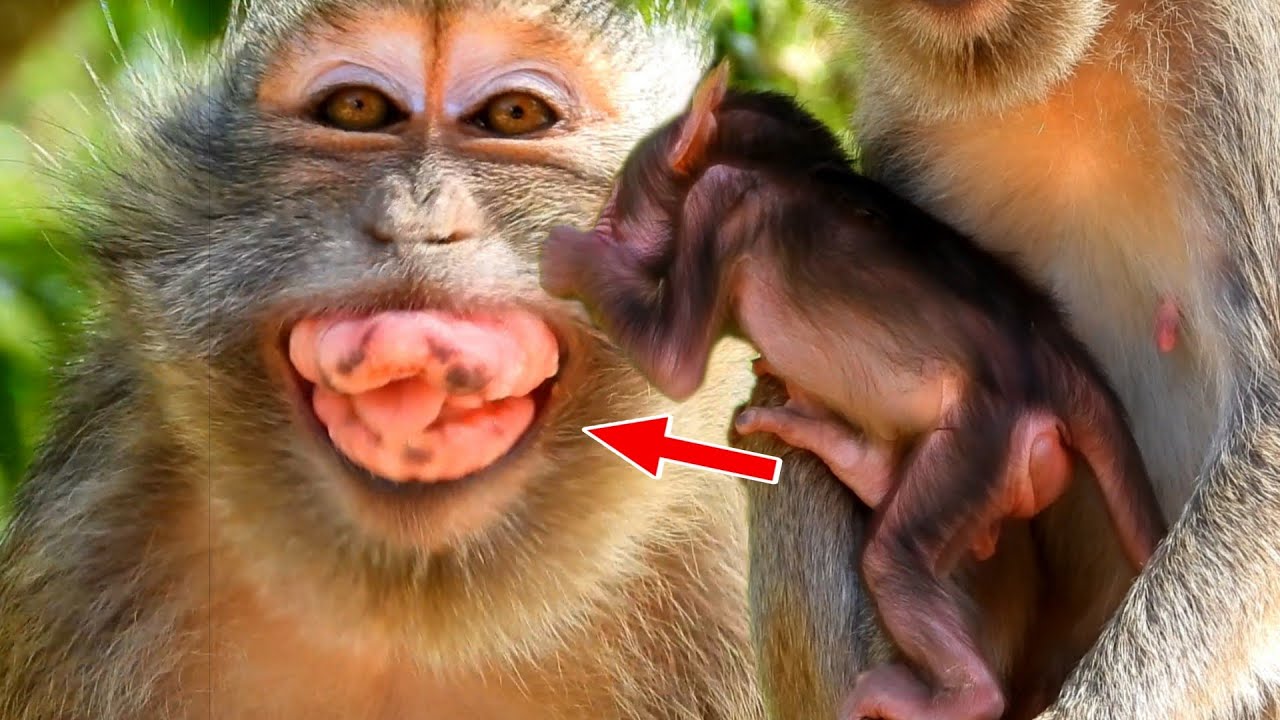 Pitiful Mom Diva Wildlife Monkey,Pity Mom [ Diva ] Tumors in Her Mouth,She Eats Only Soft Foods
