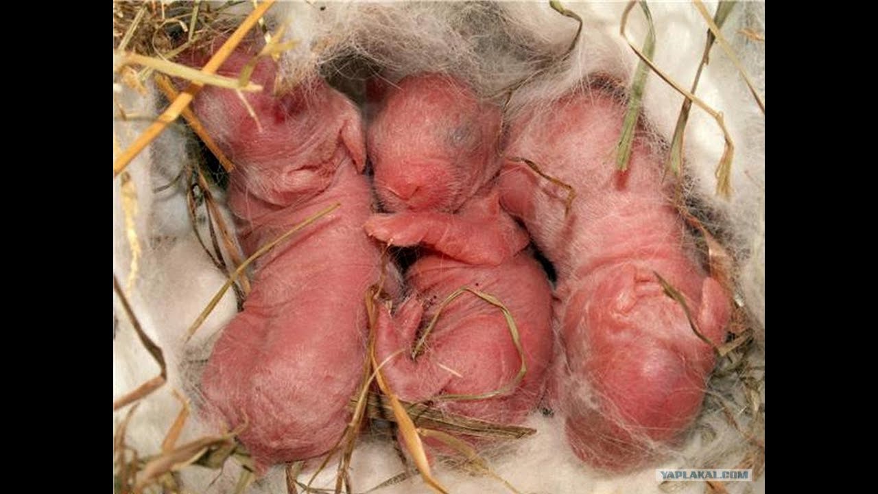 ОКРОЛ В  МОРОЗЫ, КАК СОХРАНИТЬ КРОЛЬЧАТ??