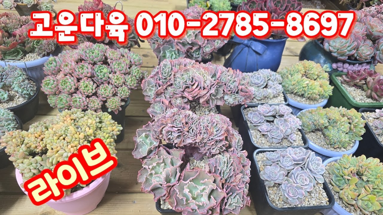 💥[2월 24일 라이브] 고운다육 010-2785-8697(카드가능) 멋지고 예쁜군생~♡