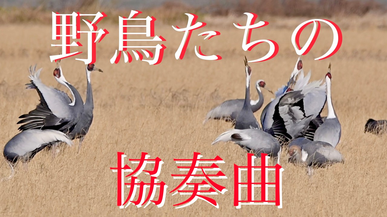 万羽鶴と野鳥たちの協奏曲