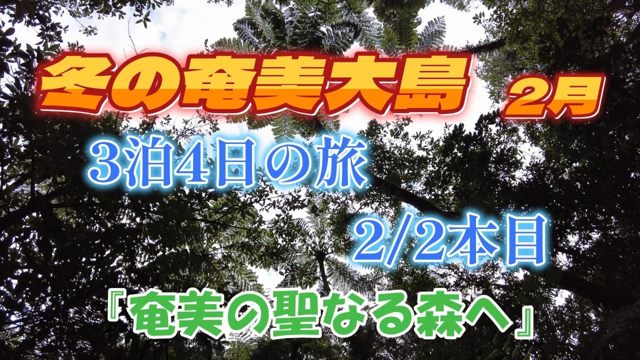 冬の奄美大島3泊4日の旅（2本目）