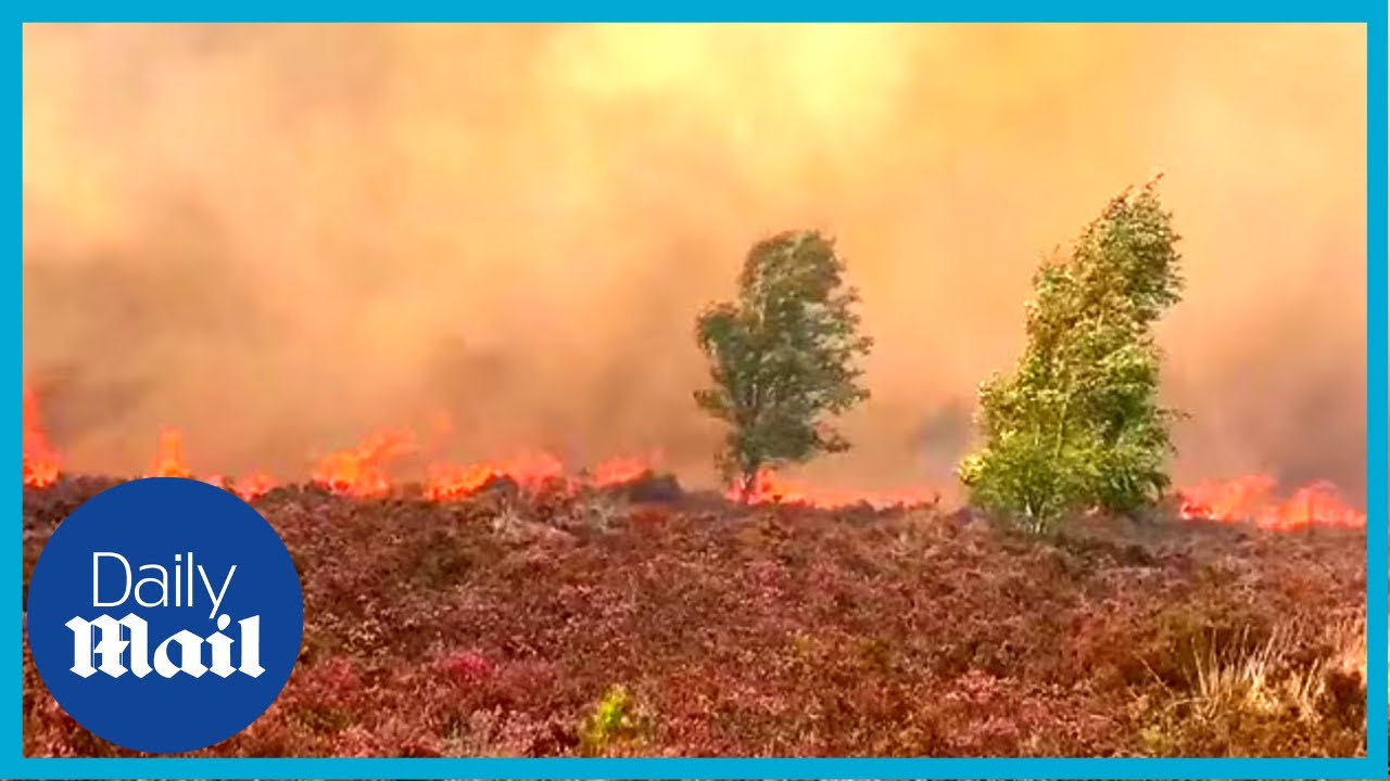 Major incident: Surrey Hankley Common fire sends smoke billowing across London