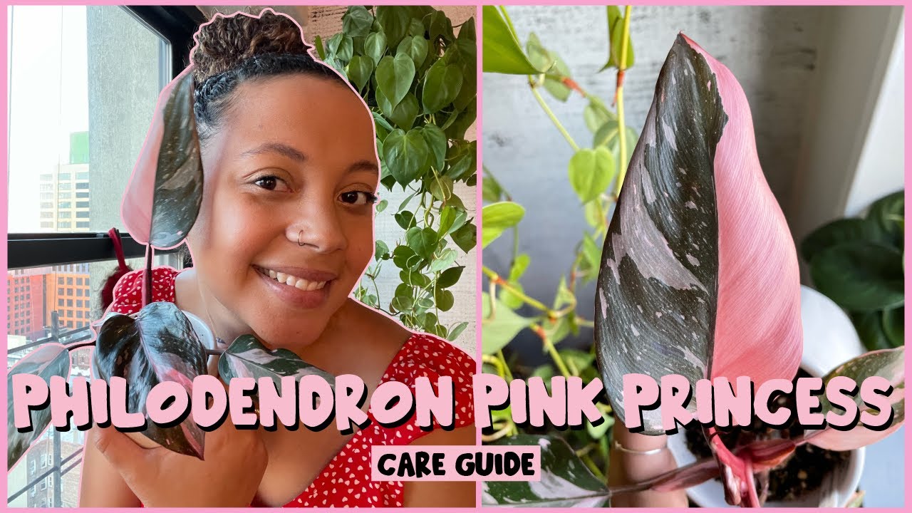 PHILODENDRON PINK PRINCESS Care Guide 💗👑
