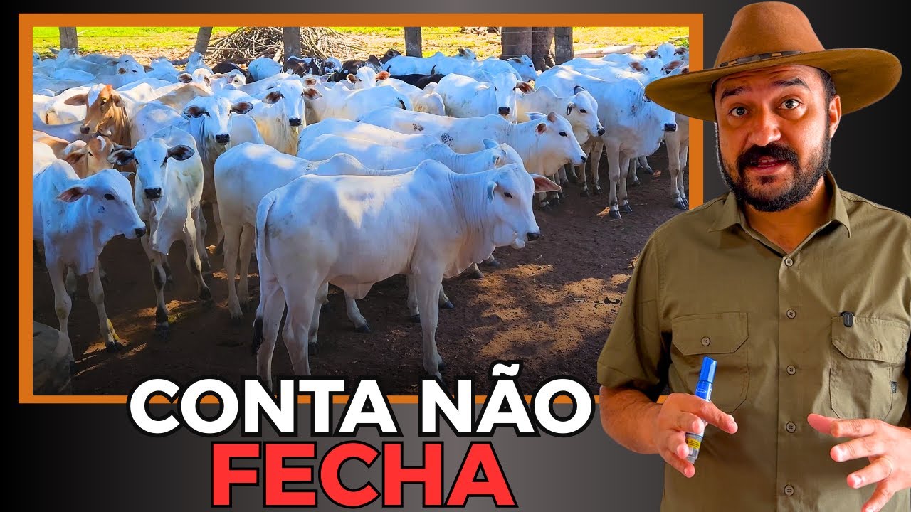 Ágio do Bezerro: A Conta que define o Lucro ou Prejuízo da sua Fazenda