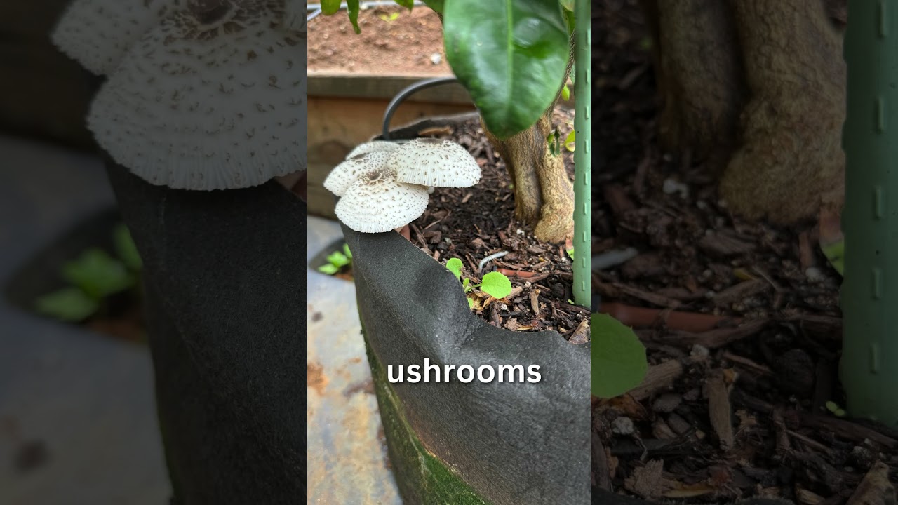 🌺Rain Garden Magic: A Thriving Urban Garden in Hawaii