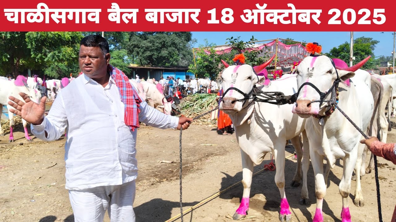 चाळीसगाव बैल बाजार छोटू शेठ यांची दावण | chalisgaon bail bazar 18 octomber 2025 | bail bazar 