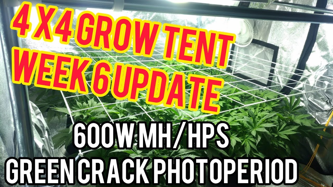 Week 6: 4x4 Cannabis Grow Tent - 600w Metal Halide Cooltube