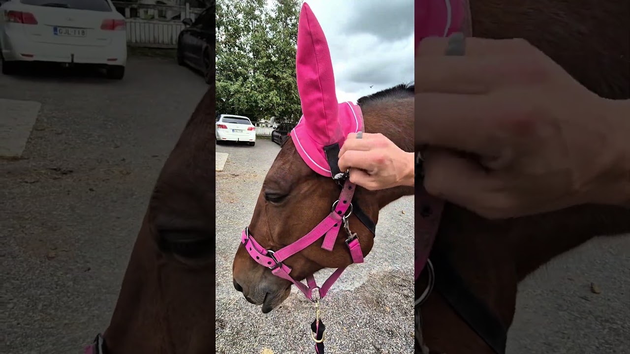 Ravihevonen Irmeli l&auml;&auml;k&auml;rip&auml;iv&auml; #hevonen #hevoset #heppatopi #horse #horselife