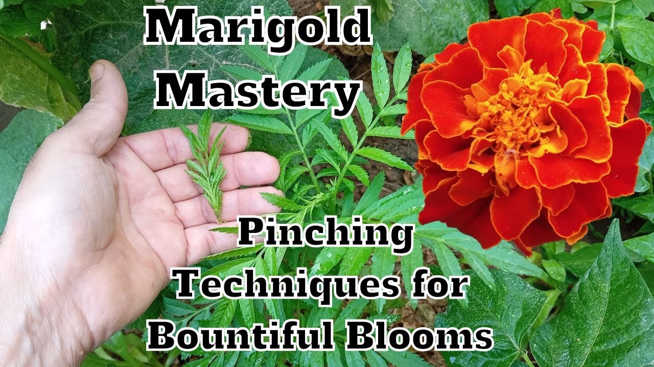 Marigold Mastery: Pinching Techniques for Bountiful Blooms 🌻#marigold #marigolds #gardening #flowers