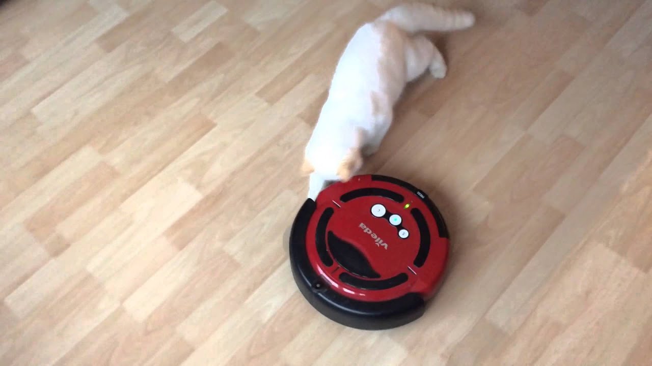 Exotic kitten plays with the Vileda robot vacuum cleaner.