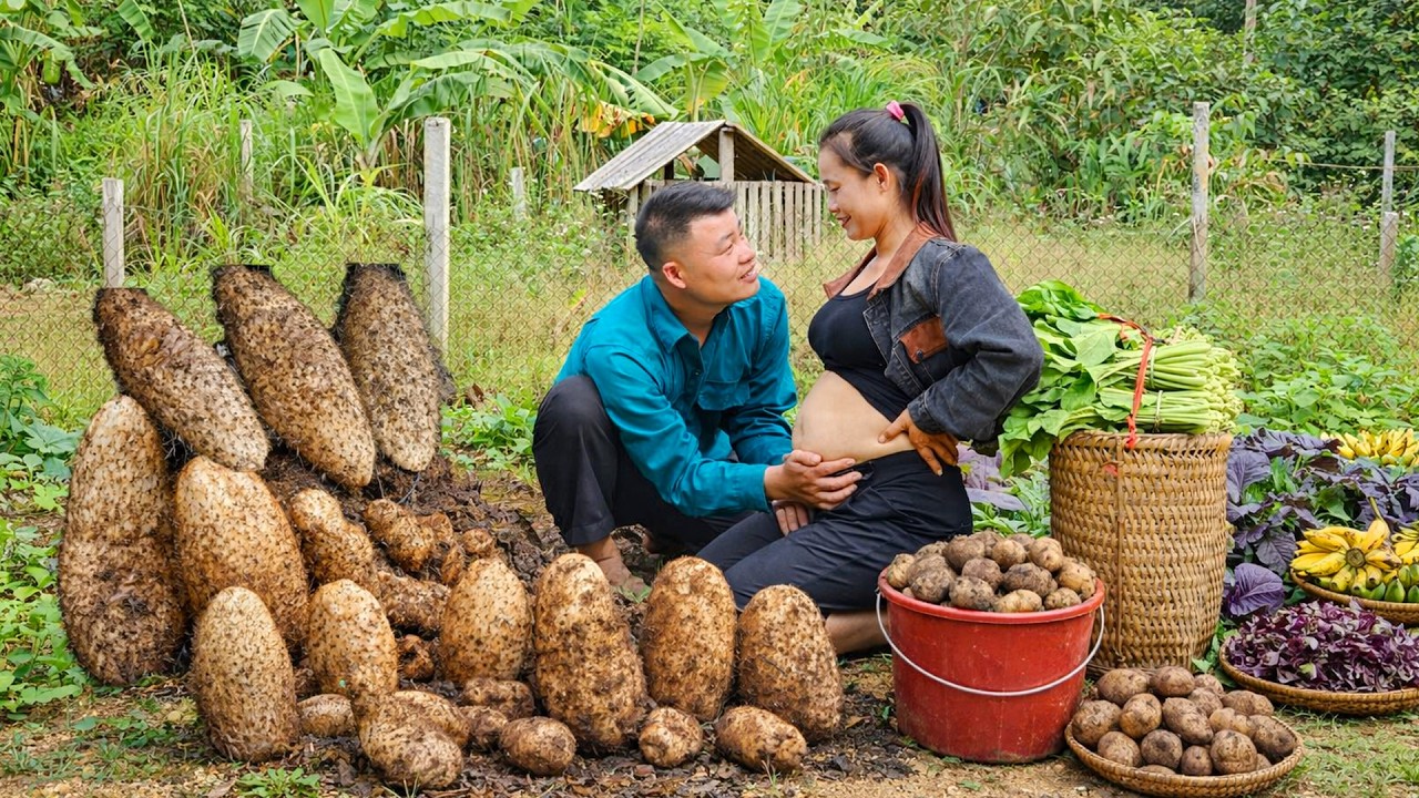 Wild Root Harvesting Adventure – From Forest Gathering to Market Sales