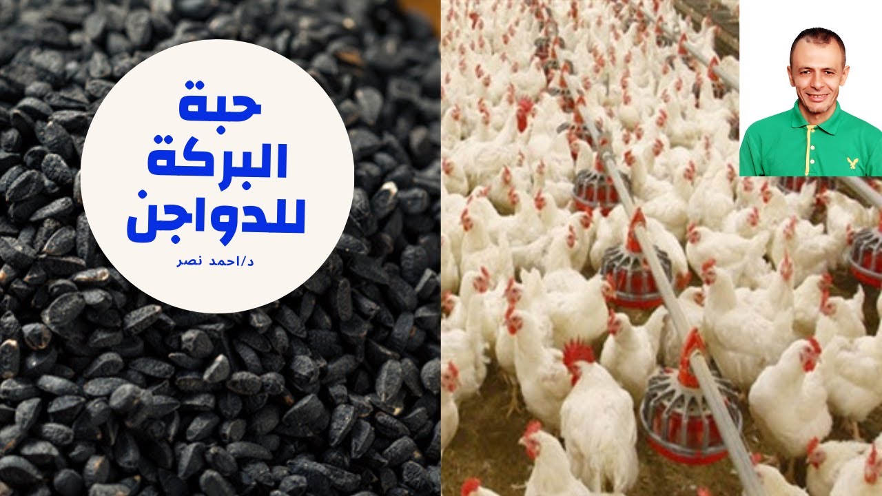 حبة البركة للدواجن | تربية الدواجن بالاعشاب