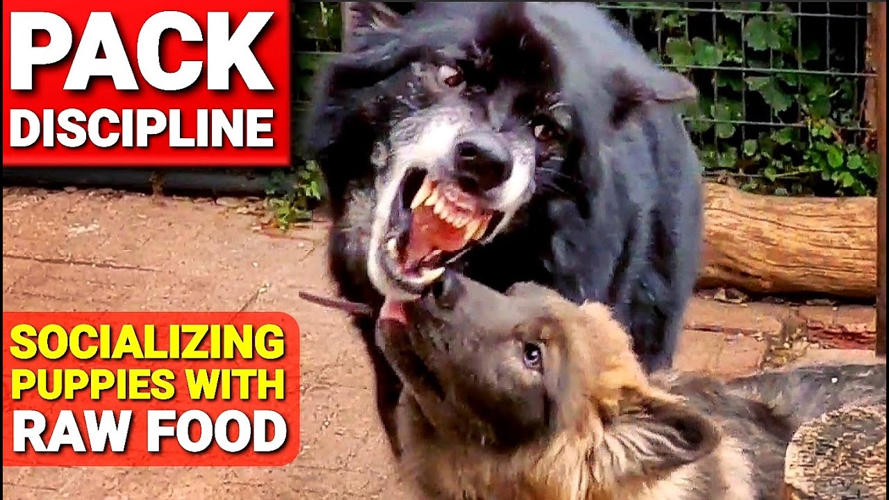 Pack Discipline - Socializing Puppies with RAW Food