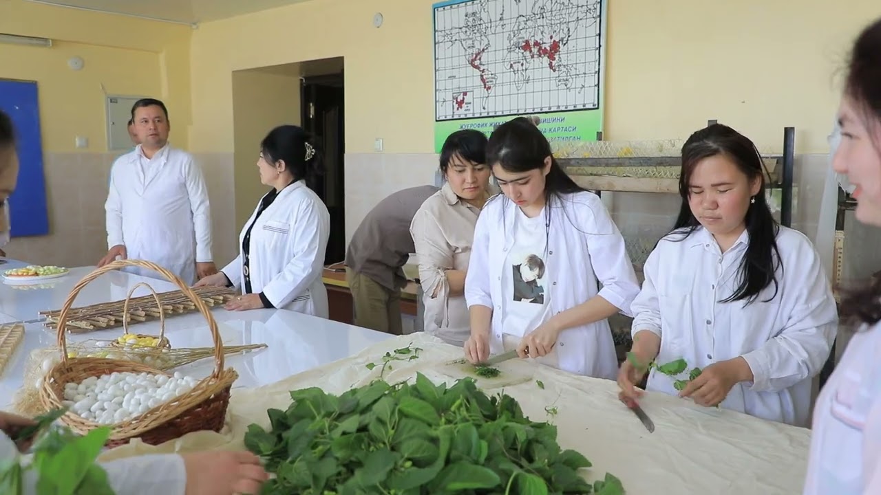 Ipak qurti ekologiyasi va boqish agrotexnikasi boʻyicha oʻquv amaliyoti oʻtkazilmoqda.