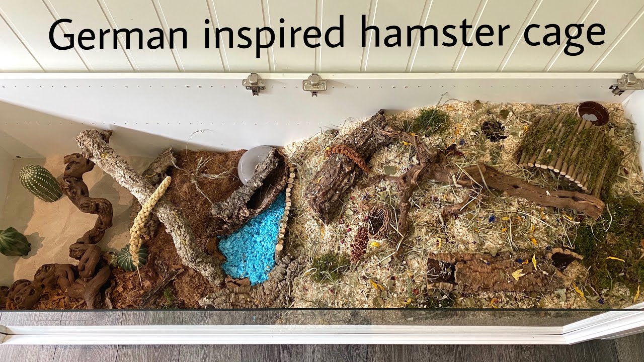 German inspired hamster cage settup | new hamster