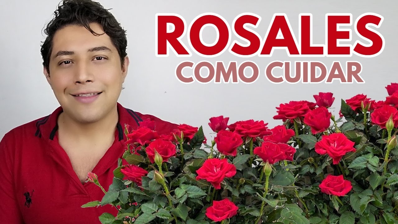 como cuidar rosales chuyito jardinero