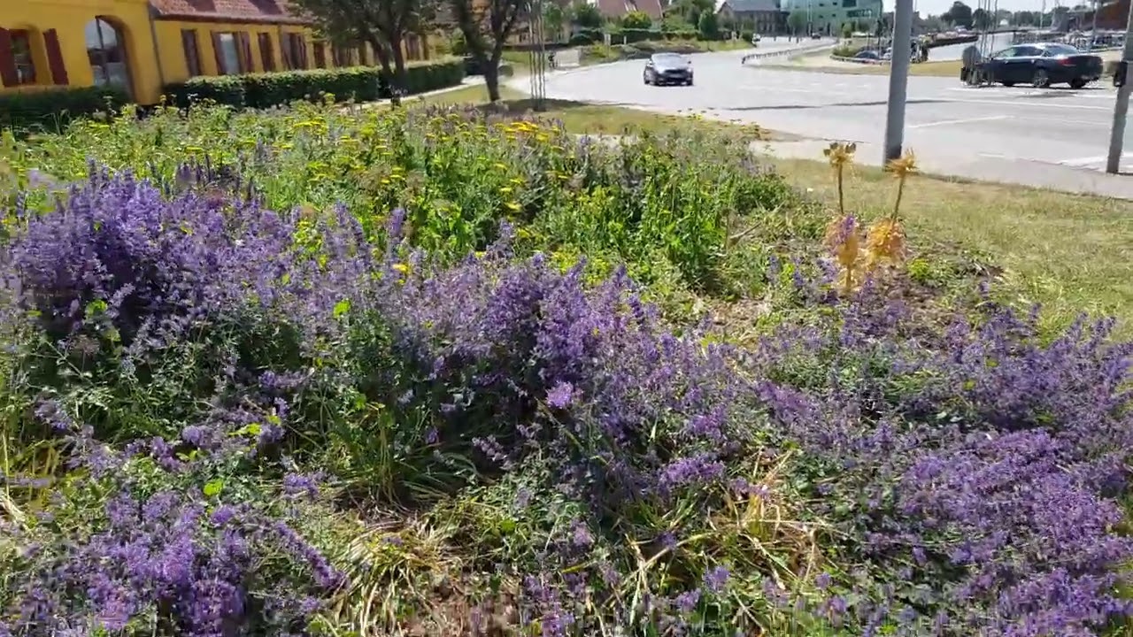 18. juni 2022 N&aelig;stved - De smukke blomster ved Det Gule Pakhus