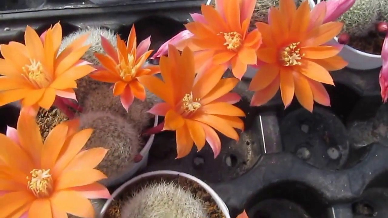 The Plant Traveller: Cactusmania Nursery in Italy